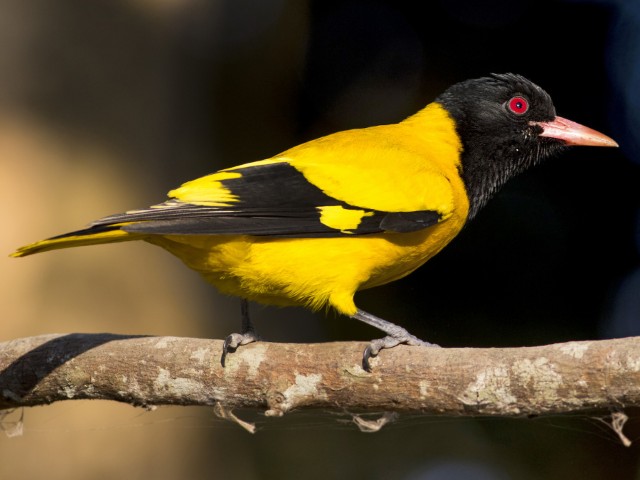 Wings of the Wild - Birds at Katarniaghat Image